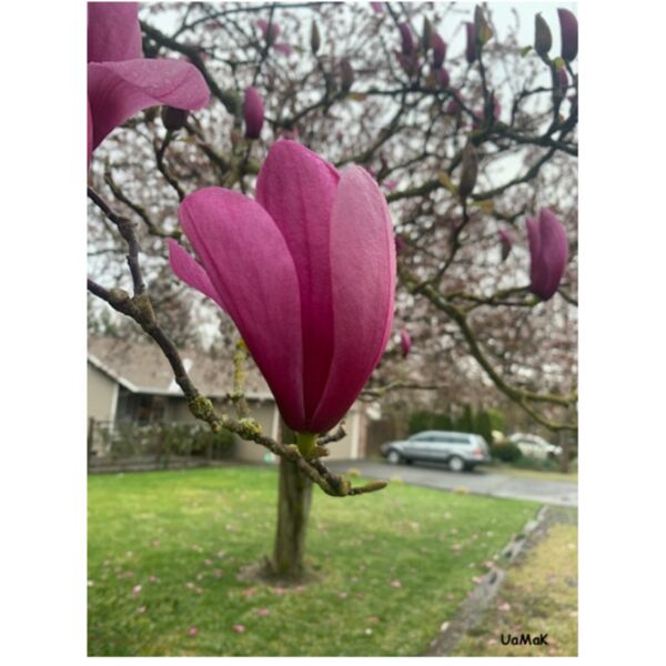 purple blossom Thumbnail